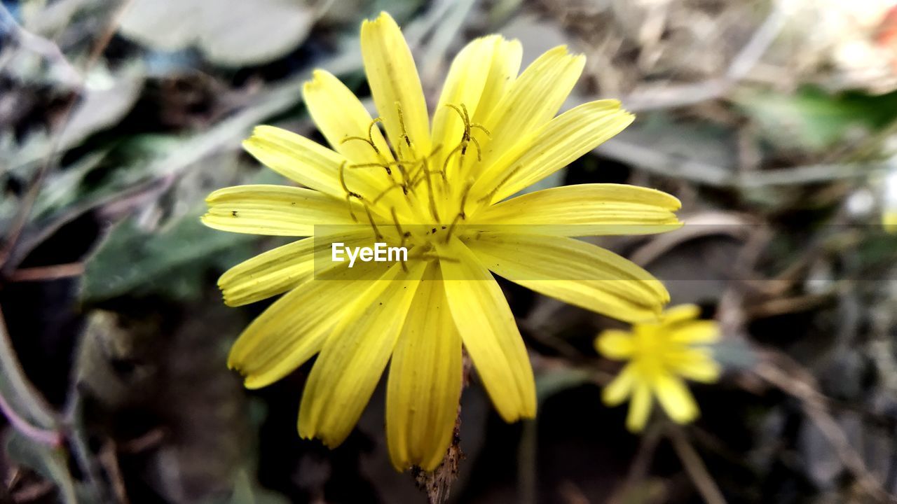 Close-up of yellow flowering plant