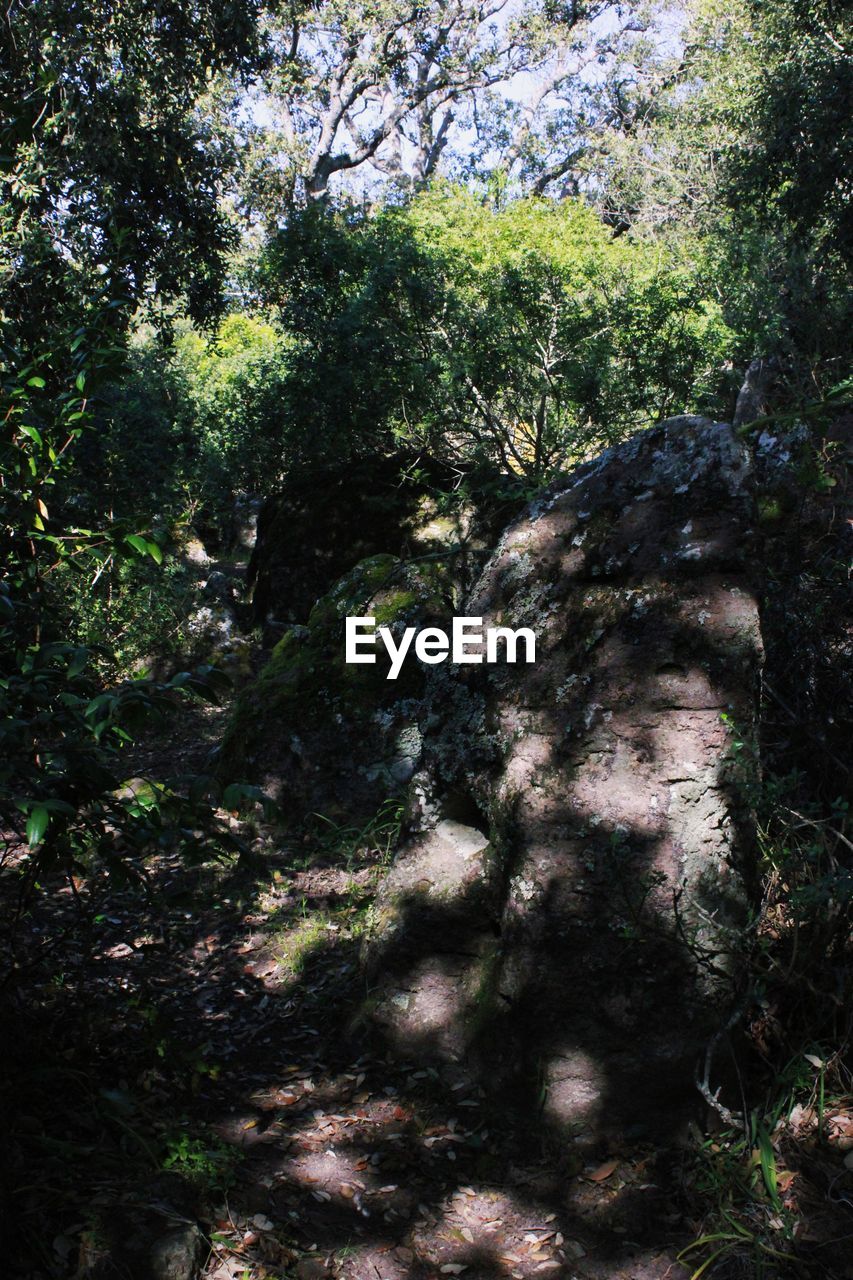 LOW ANGLE VIEW OF TREES ON FOREST