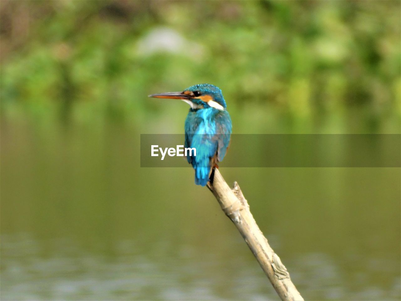 Common or little kingfisher