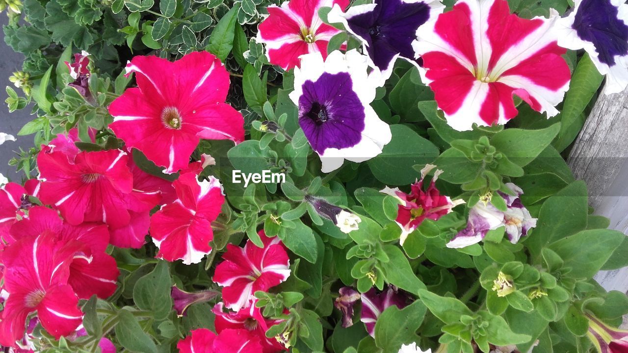 HIGH ANGLE VIEW OF FRESH PINK FLOWERS BLOOMING OUTDOORS