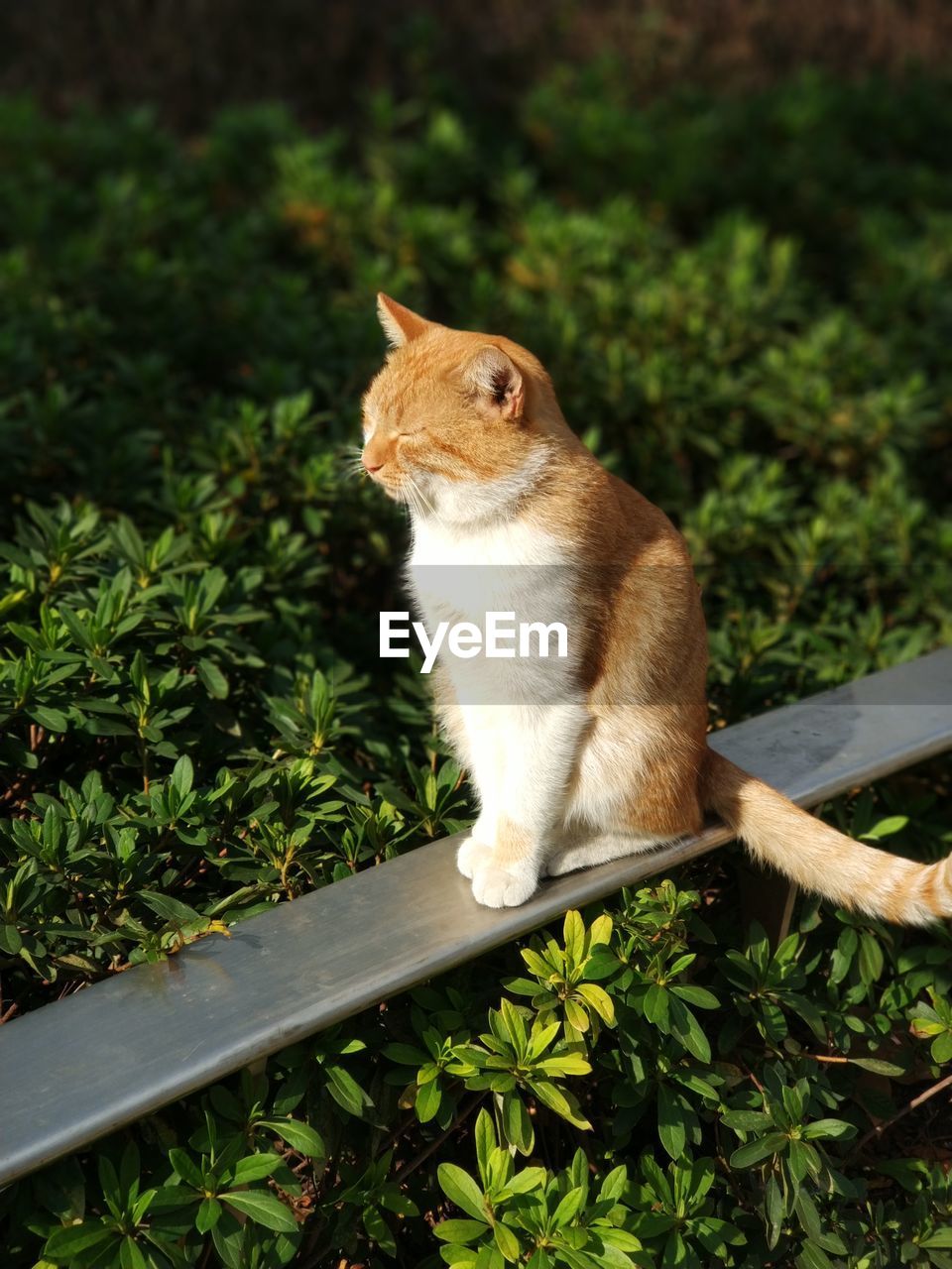 CAT SITTING ON PLANT