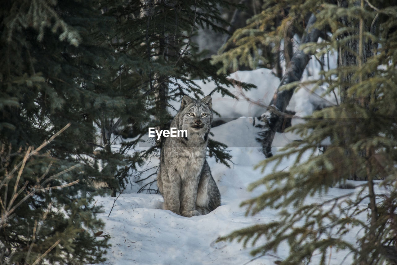 Canadian lynx looking away while sitting on snowy field