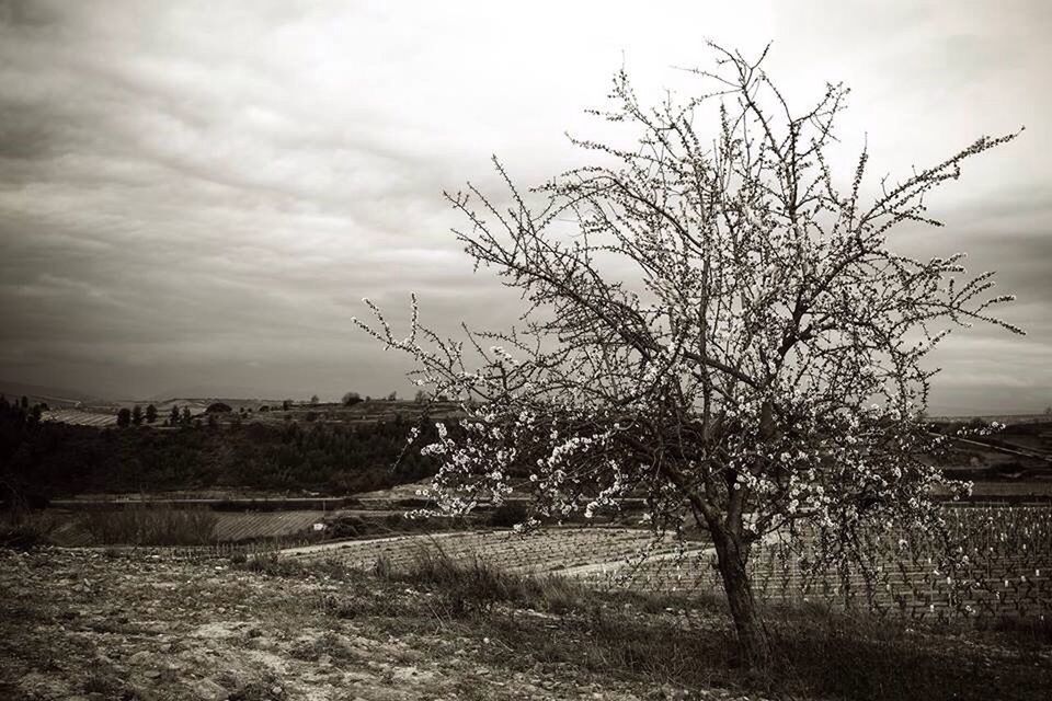 TREES ON FIELD AGAINST CLOUDY SKY