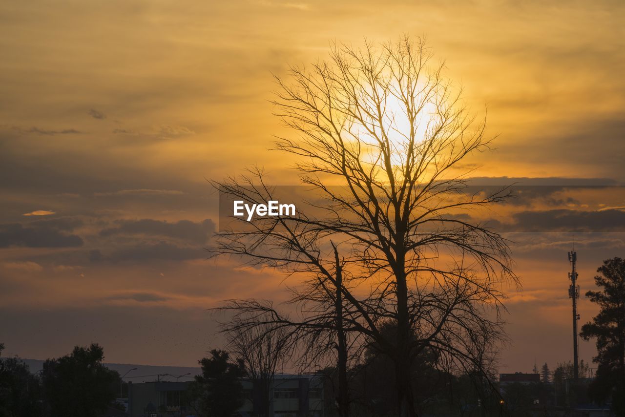 Silhouette bare tree against orange sky