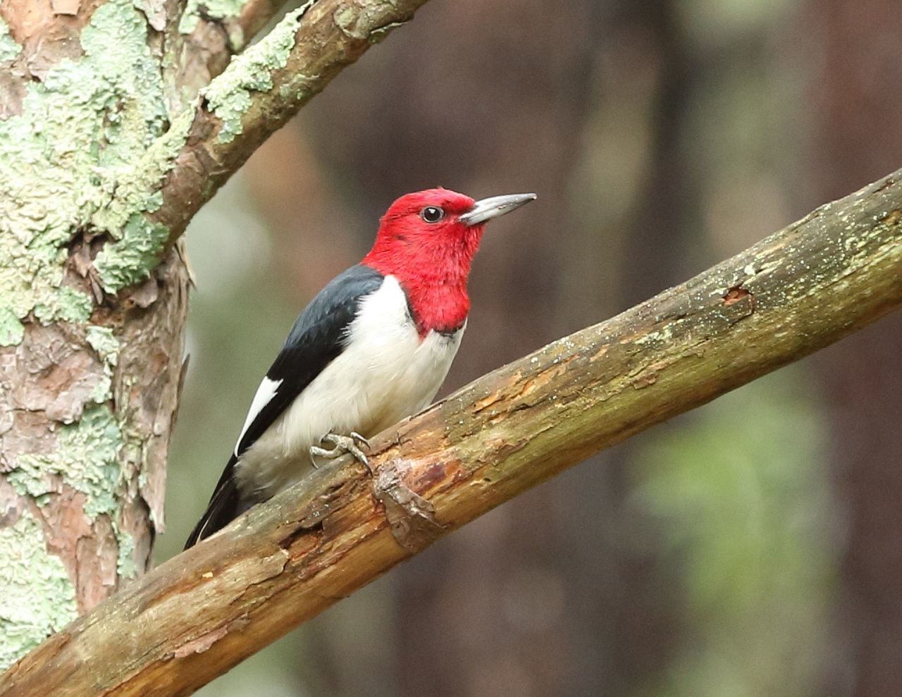 CLOSE-UP OF BIRD PERCHING ON TREE