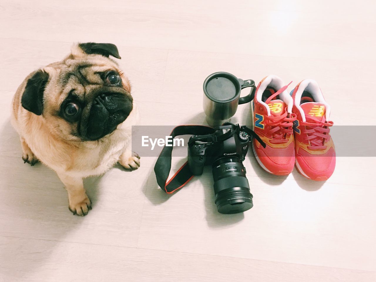 DOG STANDING ON FLOOR