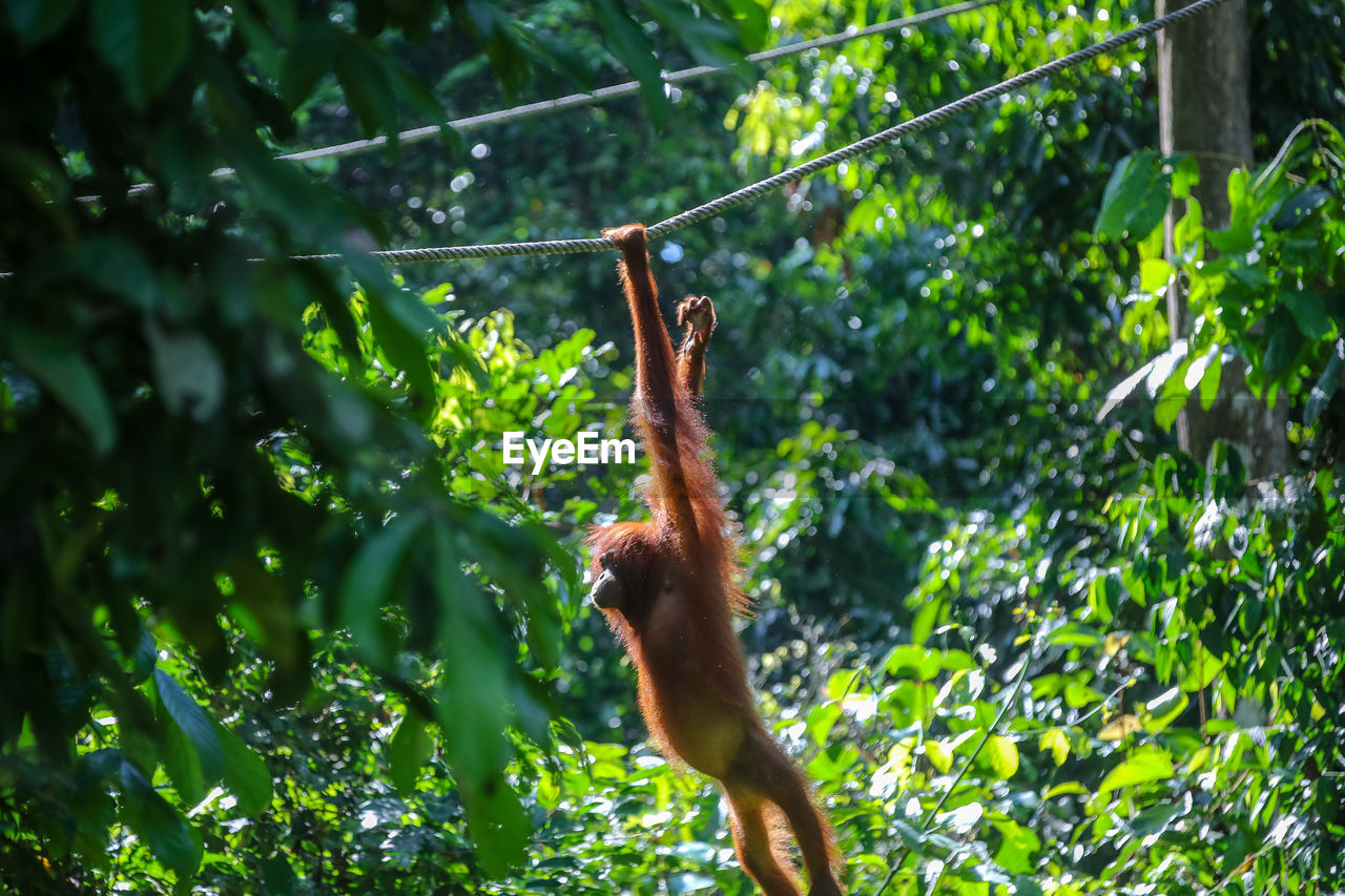 MONKEY SITTING ON TREE IN FOREST
