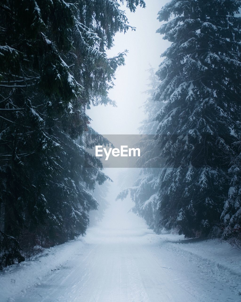 Snow covered road amidst trees in forest