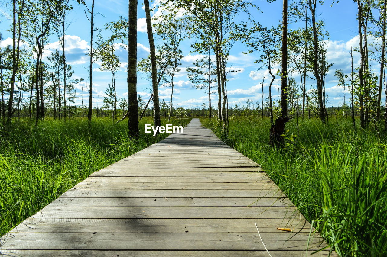 A wooden pathway through a swamp bog marsh
