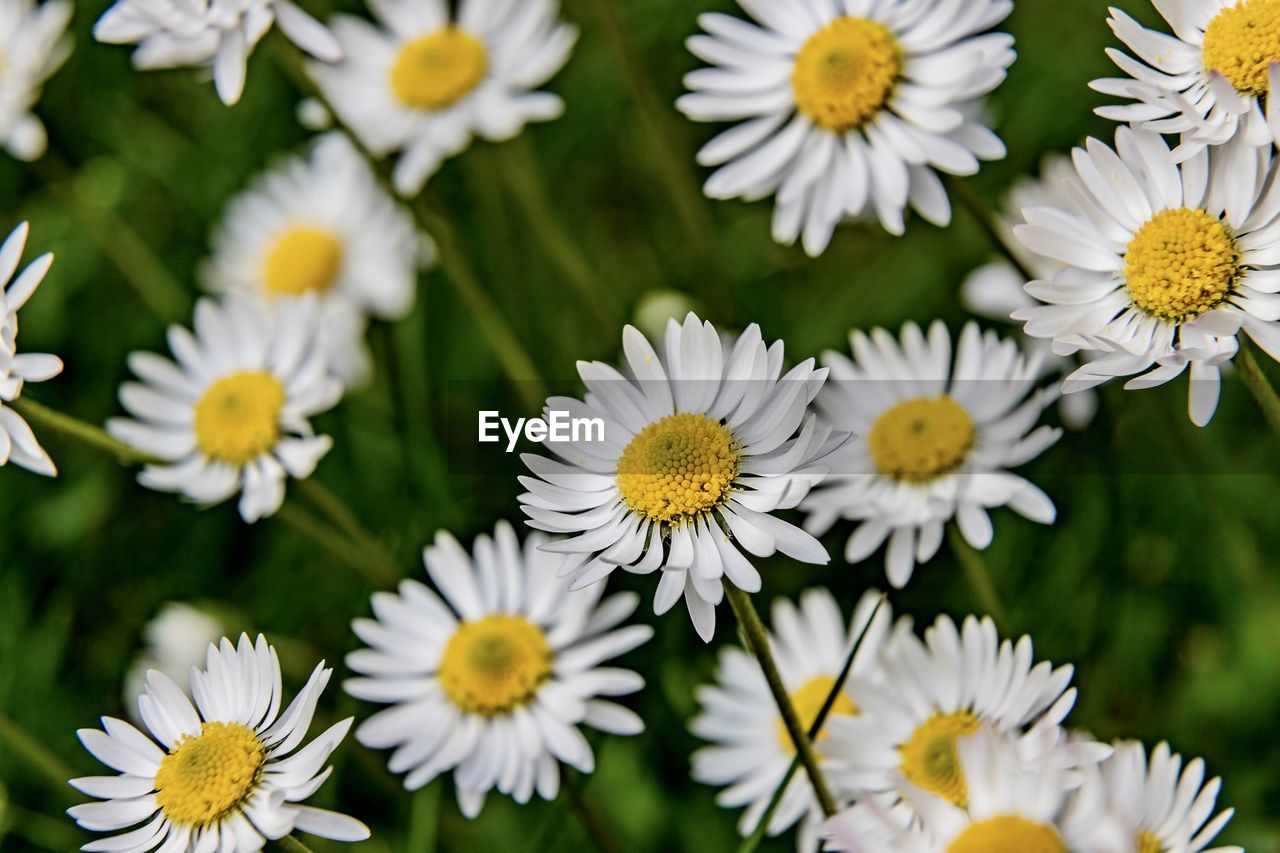 flower, flowering plant, plant, freshness, beauty in nature, flower head, fragility, petal, daisy, close-up, growth, nature, inflorescence, white, yellow, no people, springtime, pollen, botany, herb, outdoors, day, summer, focus on foreground, tanacetum parthenium, field, blossom