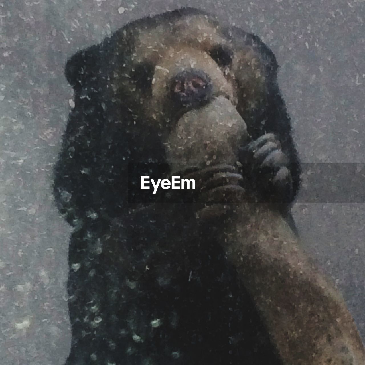 Portrait of bear in winter snow falls