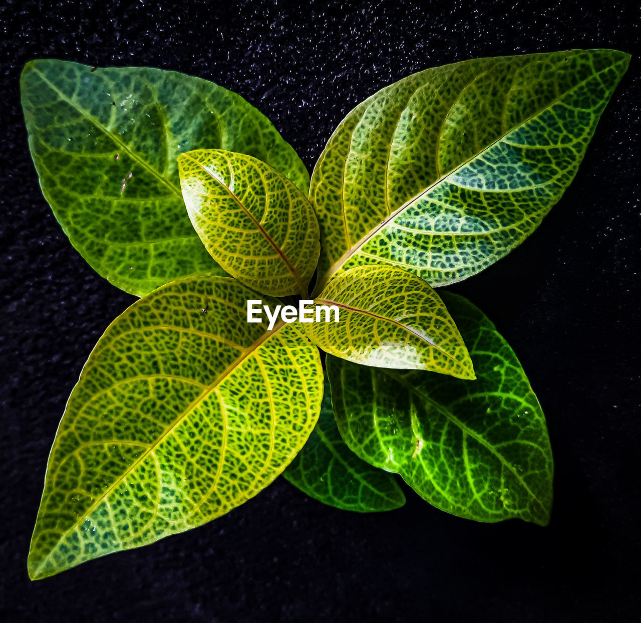 Close-up of green leaves.look with focus, you will see a moving leaf.flower of the oleaceae family