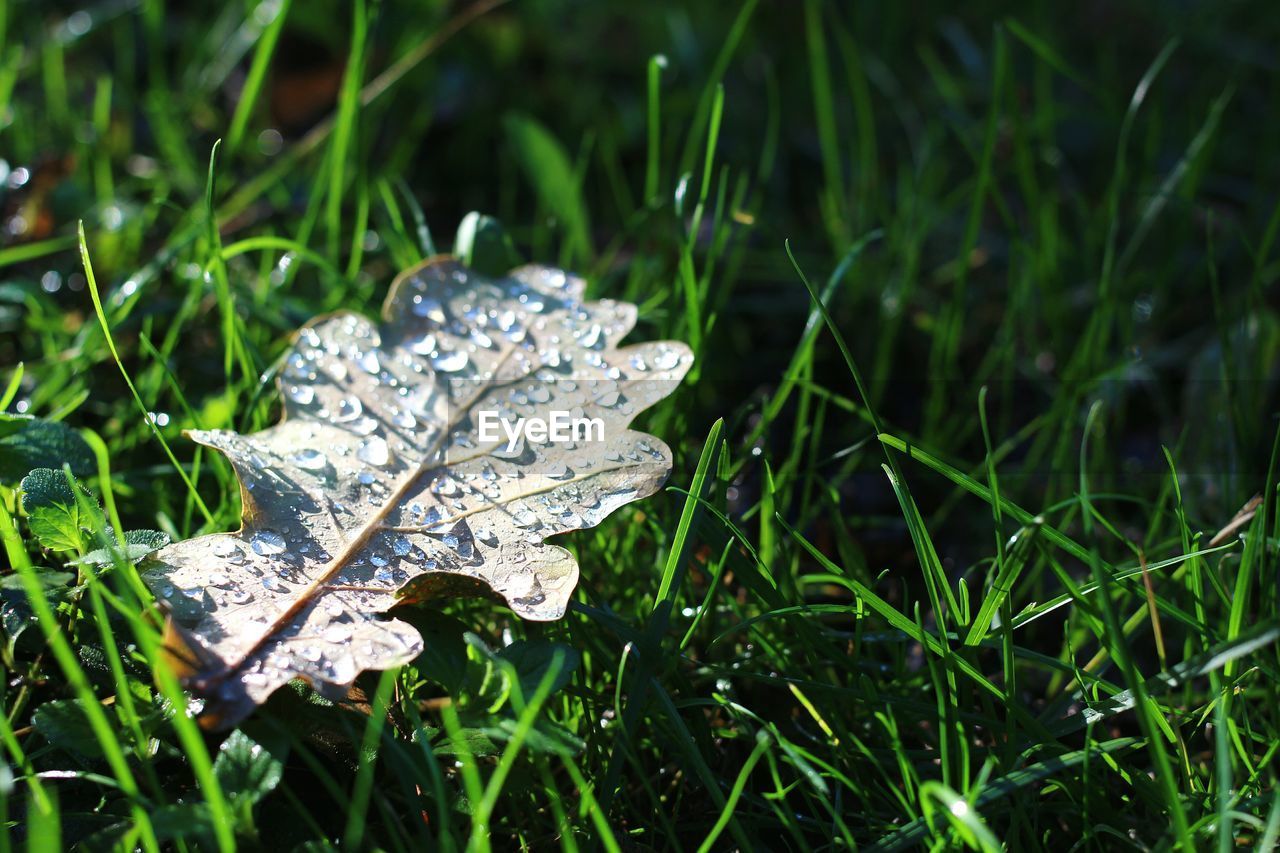 Close-up of leaf on grass