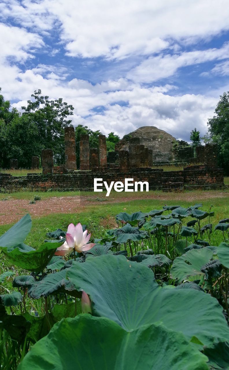 VIEW OF LOTUS WATER LILY IN LAKE