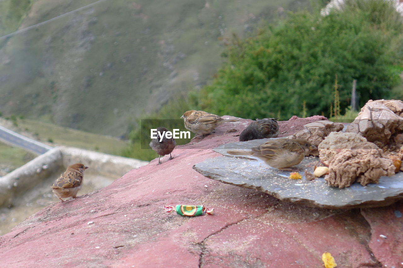 MONKEY SITTING ON ROCK