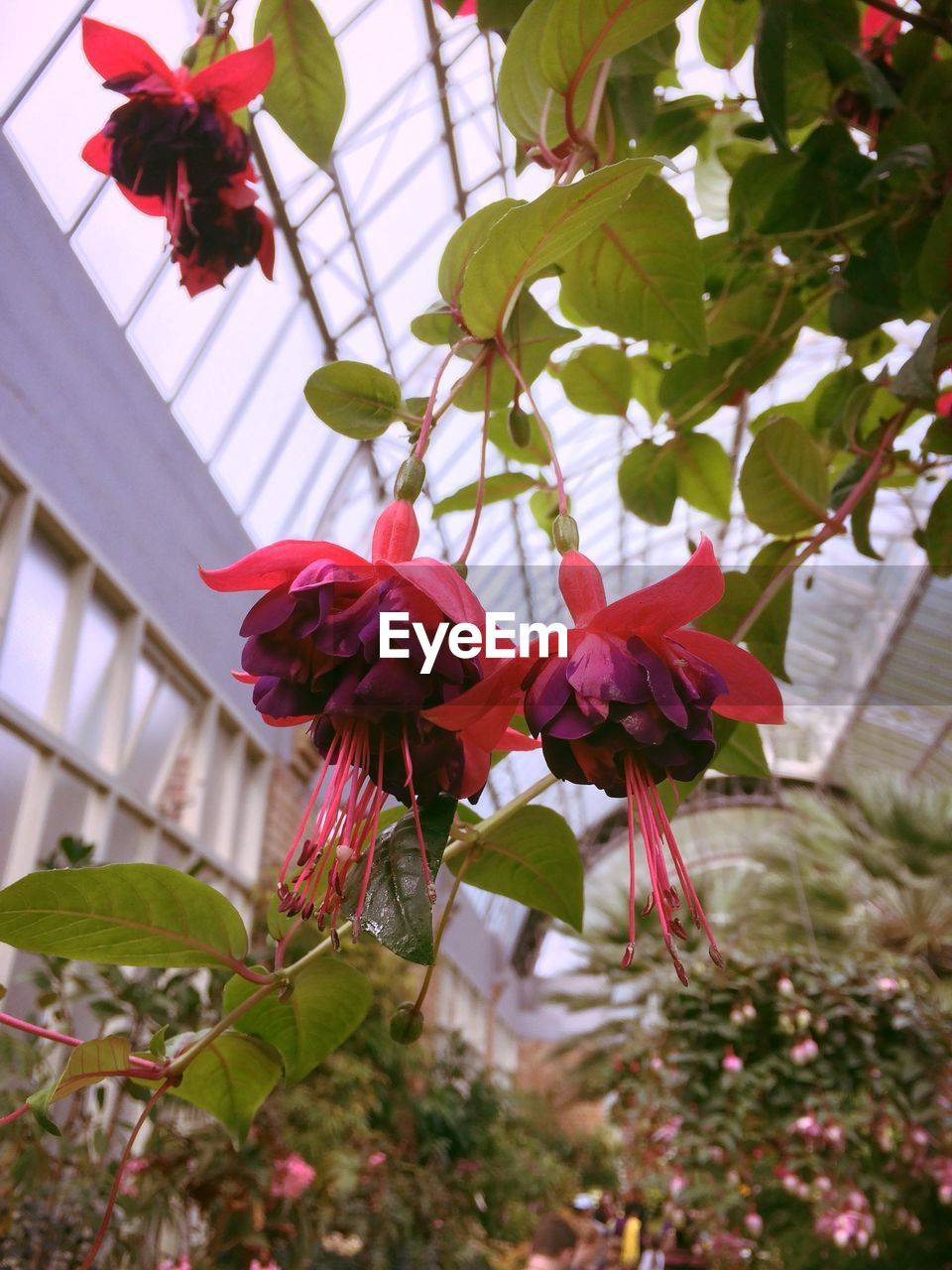 Low angle view of pink flowers blooming on tree