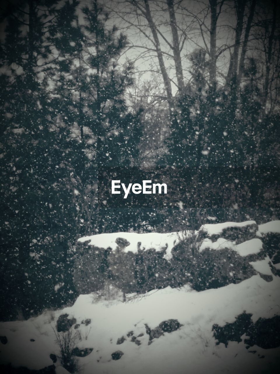 SNOW COVERED TREES IN PARK