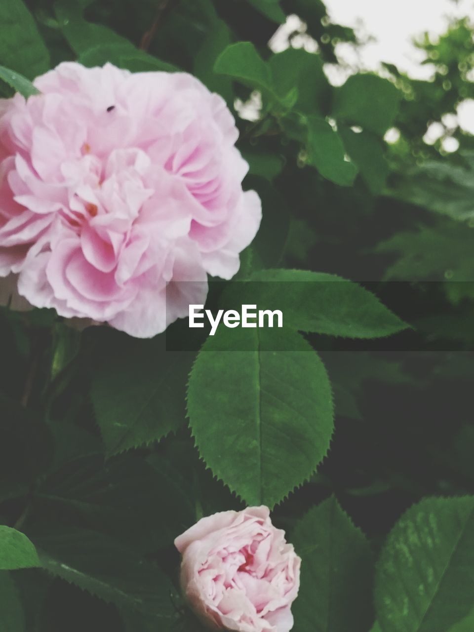 CLOSE-UP OF PINK FLOWERS BLOOMING IN GARDEN