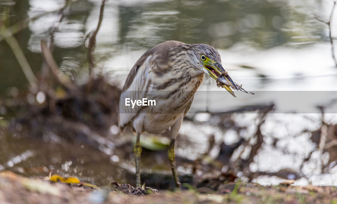 Bird perching on a lake