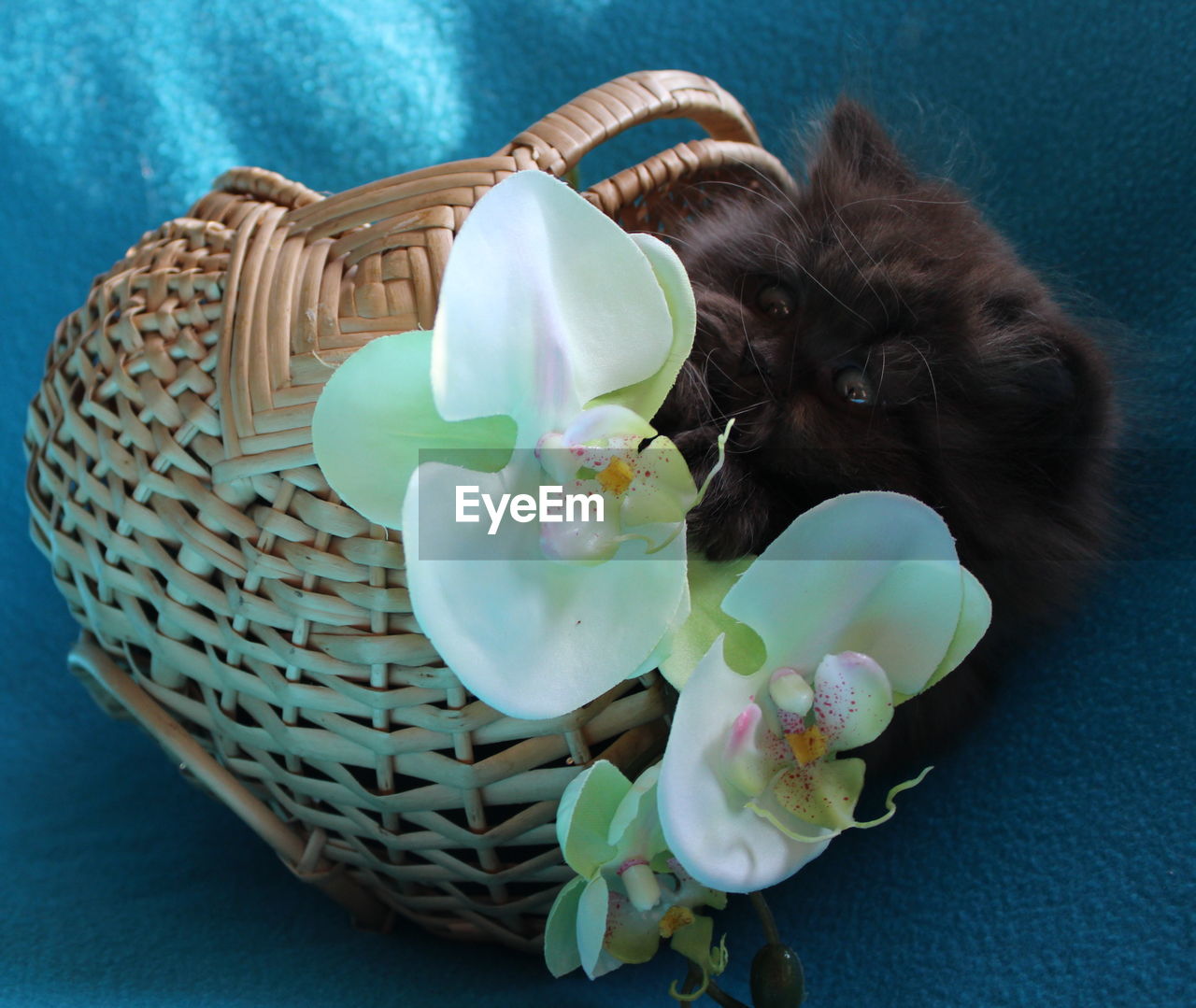 British longhair kitten in basket with orchids