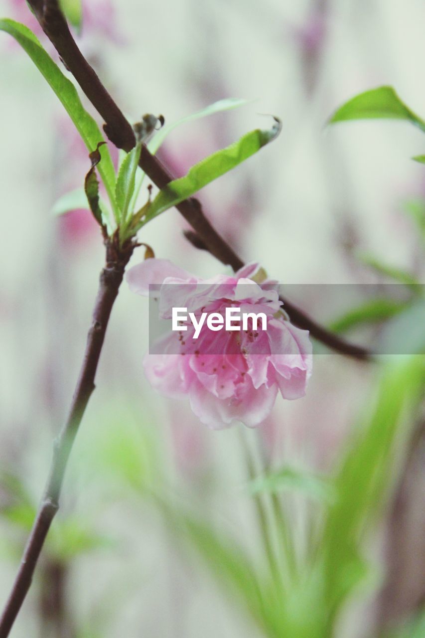 CLOSE-UP OF PINK FLOWERS ON BRANCH