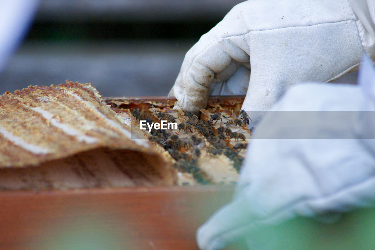 Close-up of beekeeper working in farm