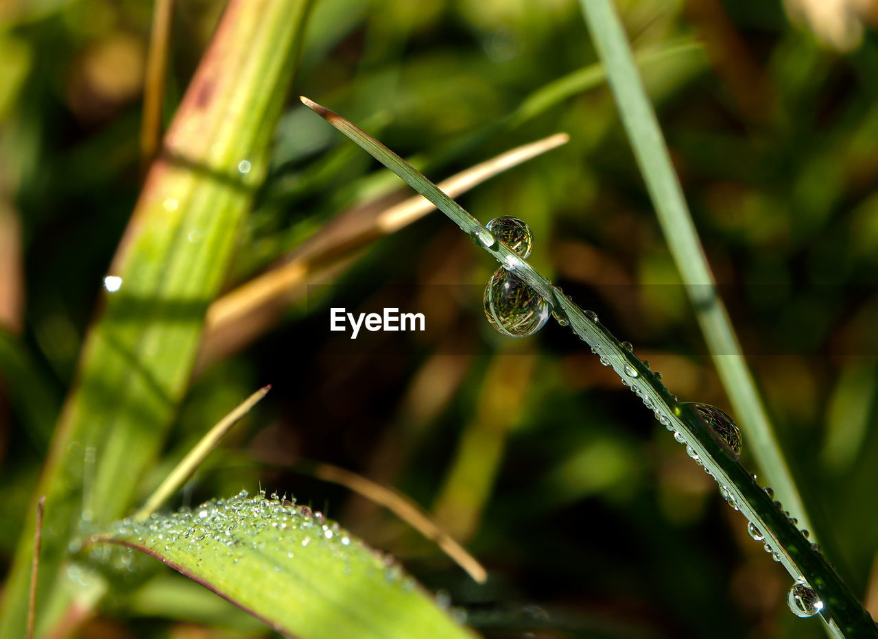 CLOSE-UP OF WATER DROPS ON GRASS