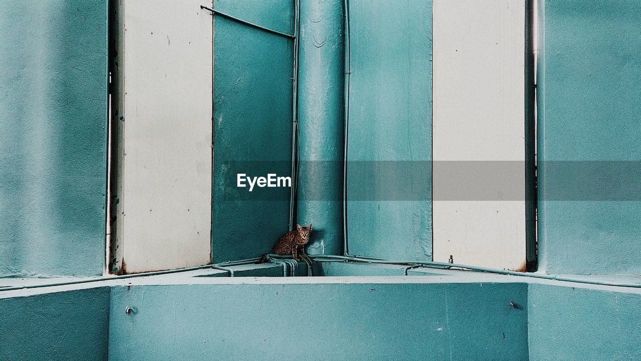 VIEW OF BIRD PERCHING ON WINDOW