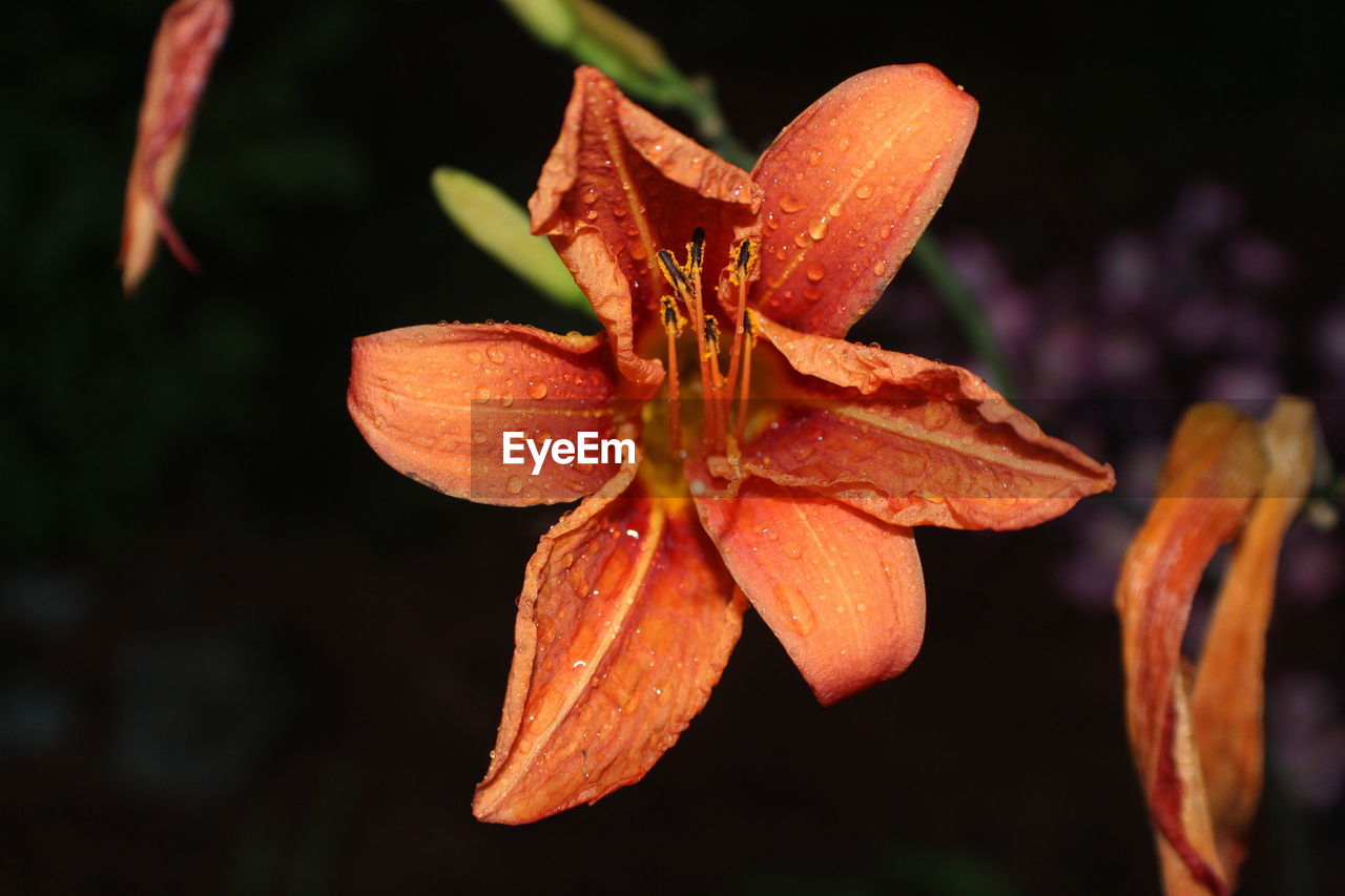 Close-up of water drops on orange day lily blooming outdoors