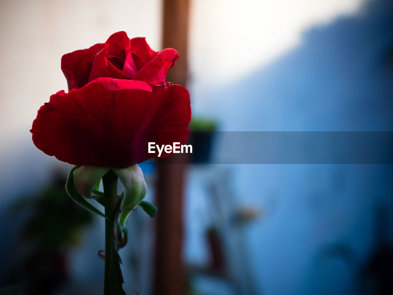 flower, petal, beauty in nature, fragility, red, focus on foreground, nature, rose - flower, flower head, growth, freshness, close-up, no people, plant, day, blooming, outdoors