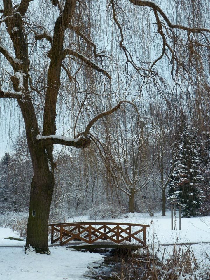 SNOW COVERED TREES