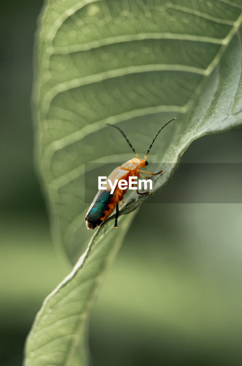 Close-up of ladybug on leaf