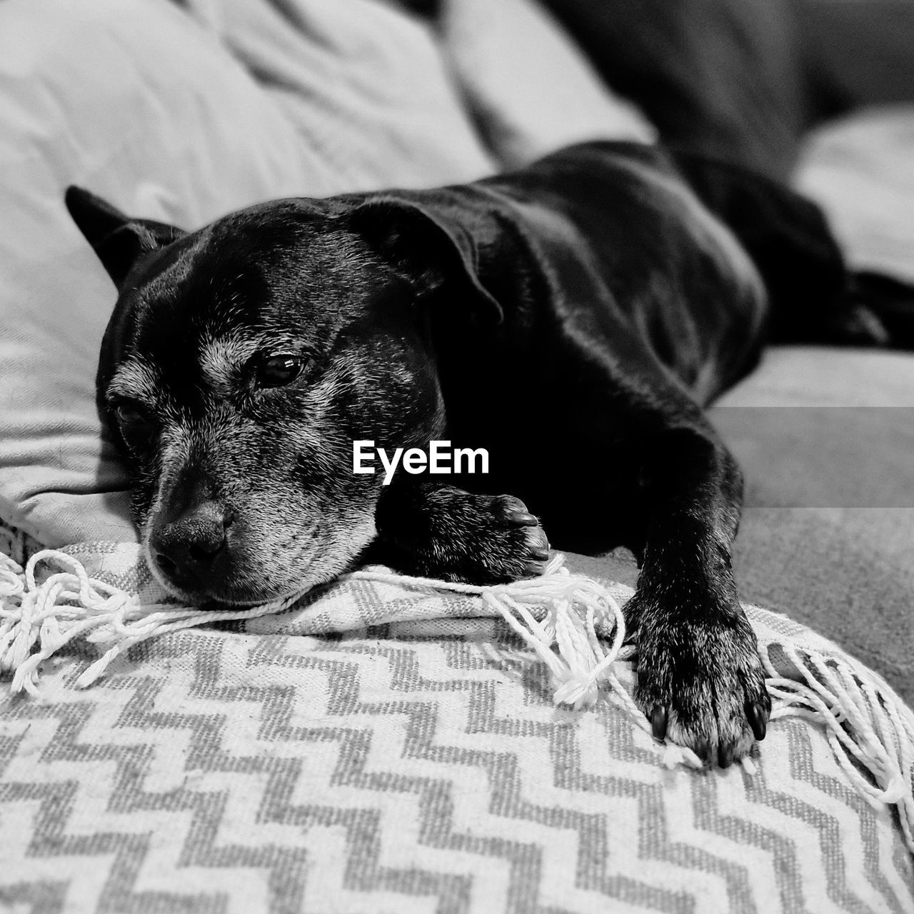 black, animal themes, animal, pet, domestic animals, one animal, mammal, dog, canine, black and white, furniture, relaxation, bed, monochrome photography, puppy, monochrome, lying down, indoors, resting, home interior, bedroom, no people, domestic room, white, sofa, portrait, focus on foreground, comfortable