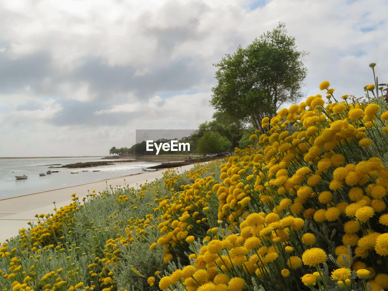 SCENIC VIEW OF YELLOW FLOWERING PLANTS BY TREES AGAINST SKY