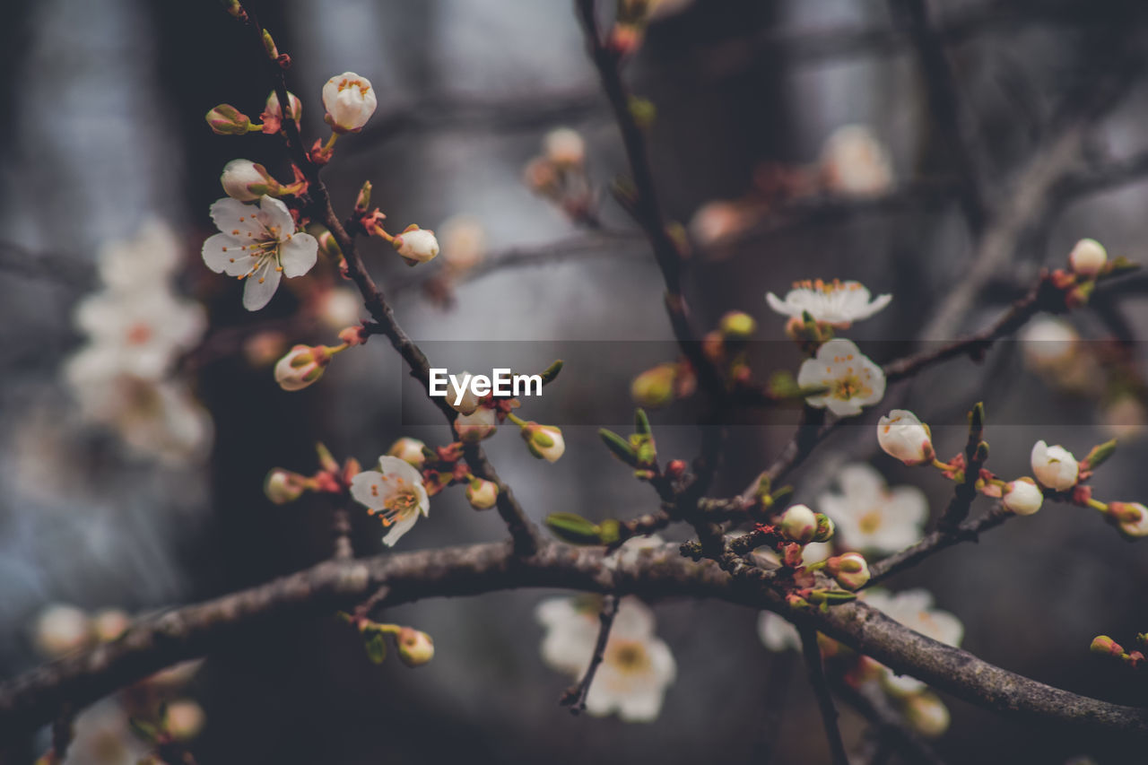 Close-up of cherry blossoms in spring