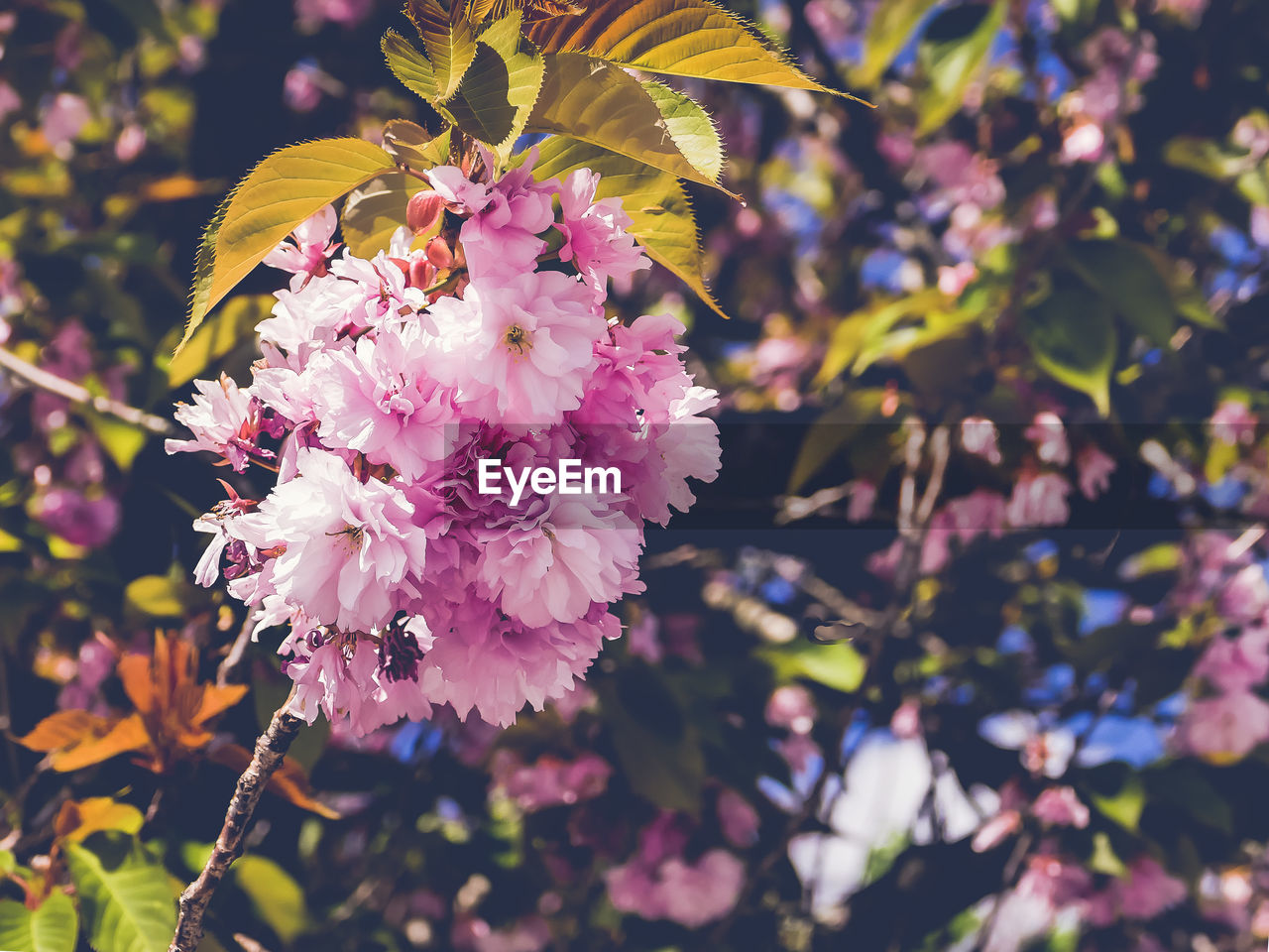 PINK CHERRY BLOSSOMS IN SPRING