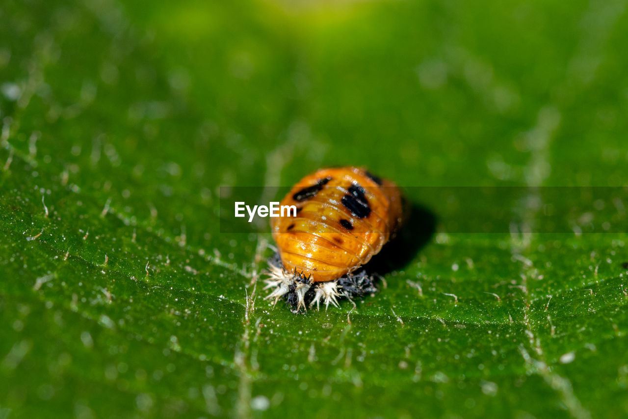 Ladybird pupa larva resting on the leaf of a kiwi tree