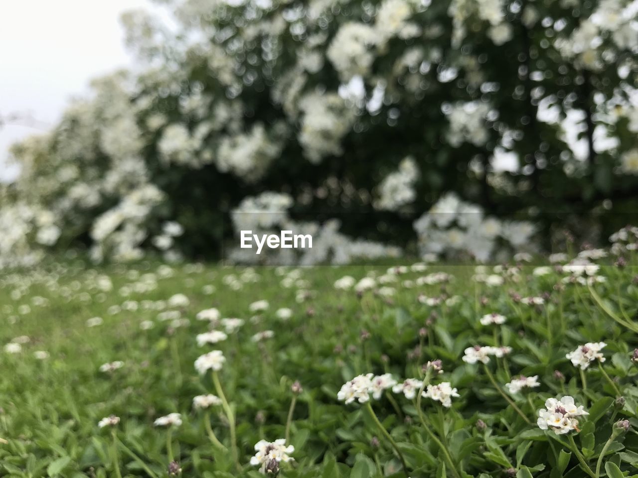 plant, flower, flowering plant, beauty in nature, freshness, nature, grass, growth, fragility, green, field, no people, focus on foreground, tree, land, white, springtime, lawn, day, blossom, outdoors, close-up, meadow, selective focus, sky, environment, summer, plain, tranquility, wildflower, landscape, botany, flower head