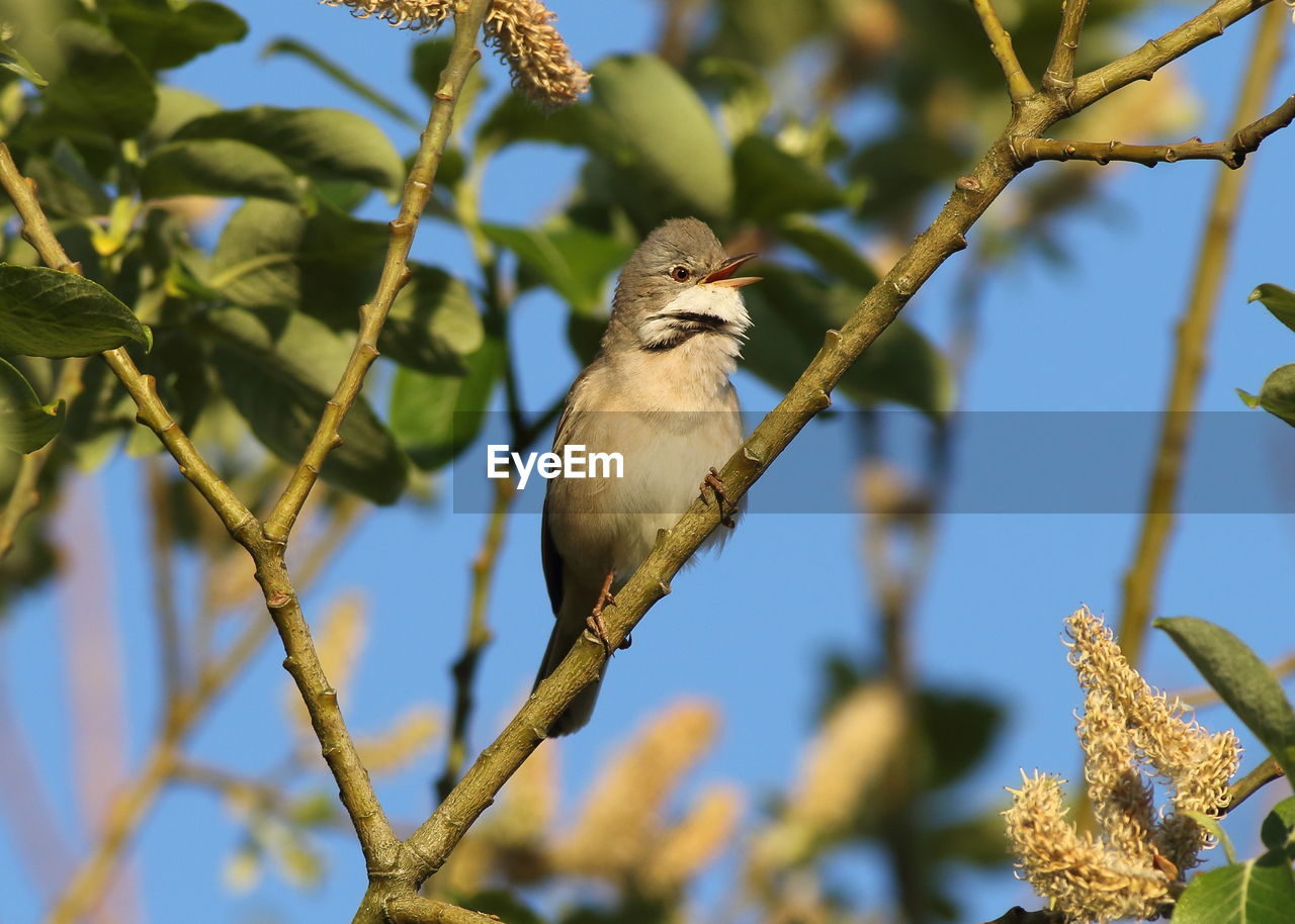 LOW ANGLE VIEW OF A BIRD PERCHING ON BRANCH