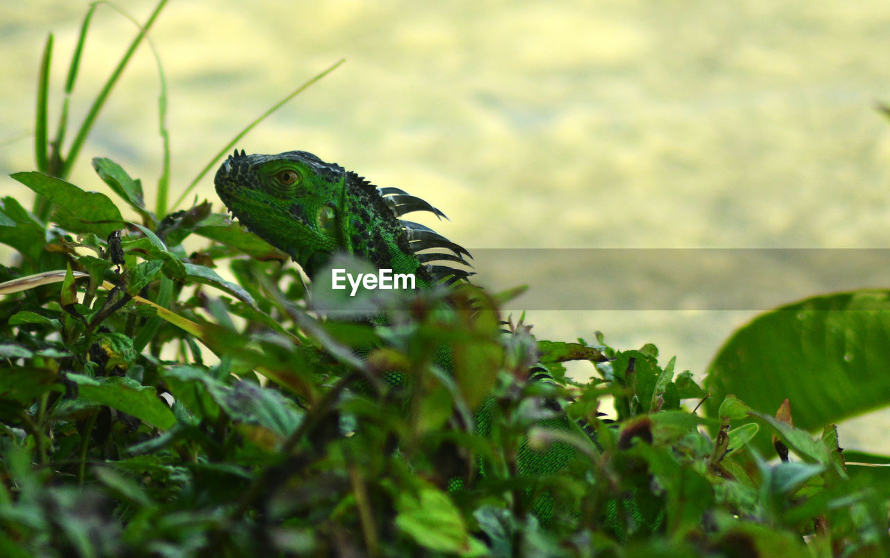 High angle view of iguana on riverbank