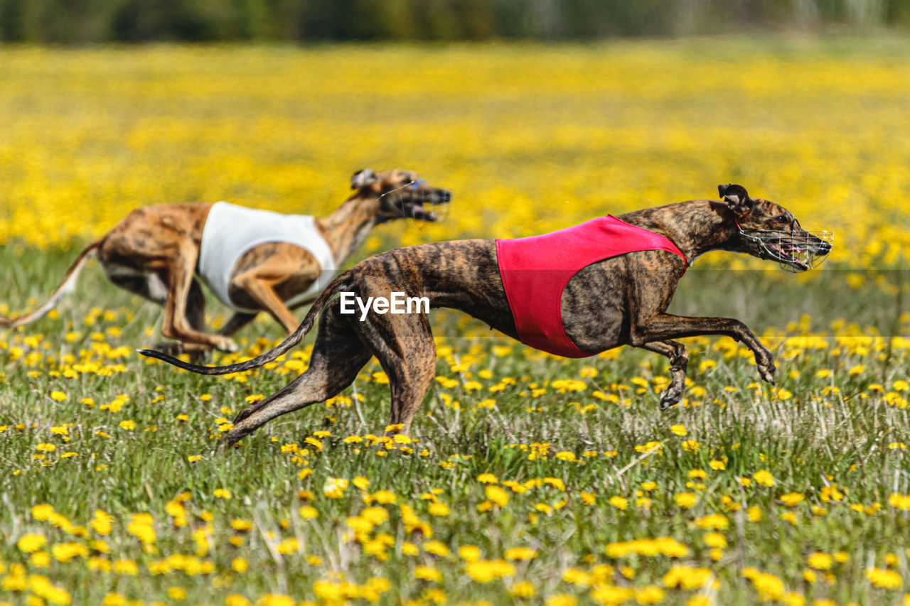 Greyhound dogs in red and white shirts running and chasing lure in the field in summer