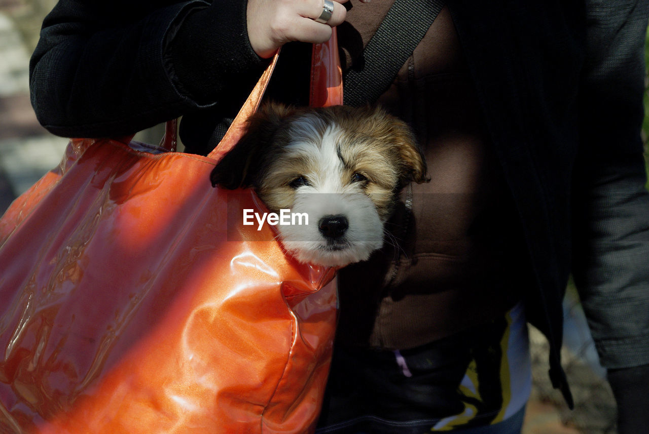Midsection of woman with dog in plastic bag