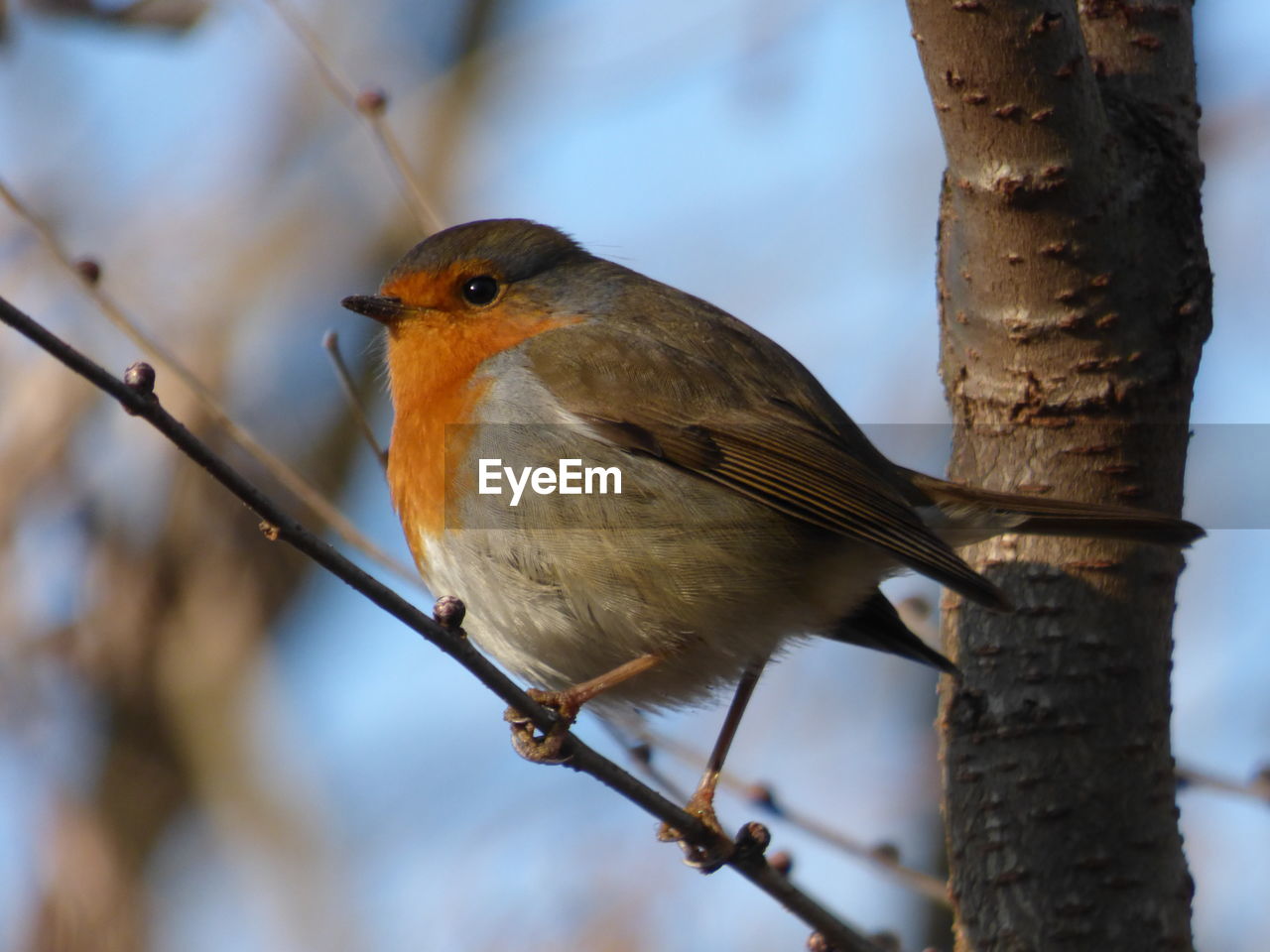 CLOSE-UP OF BIRD ON TREE