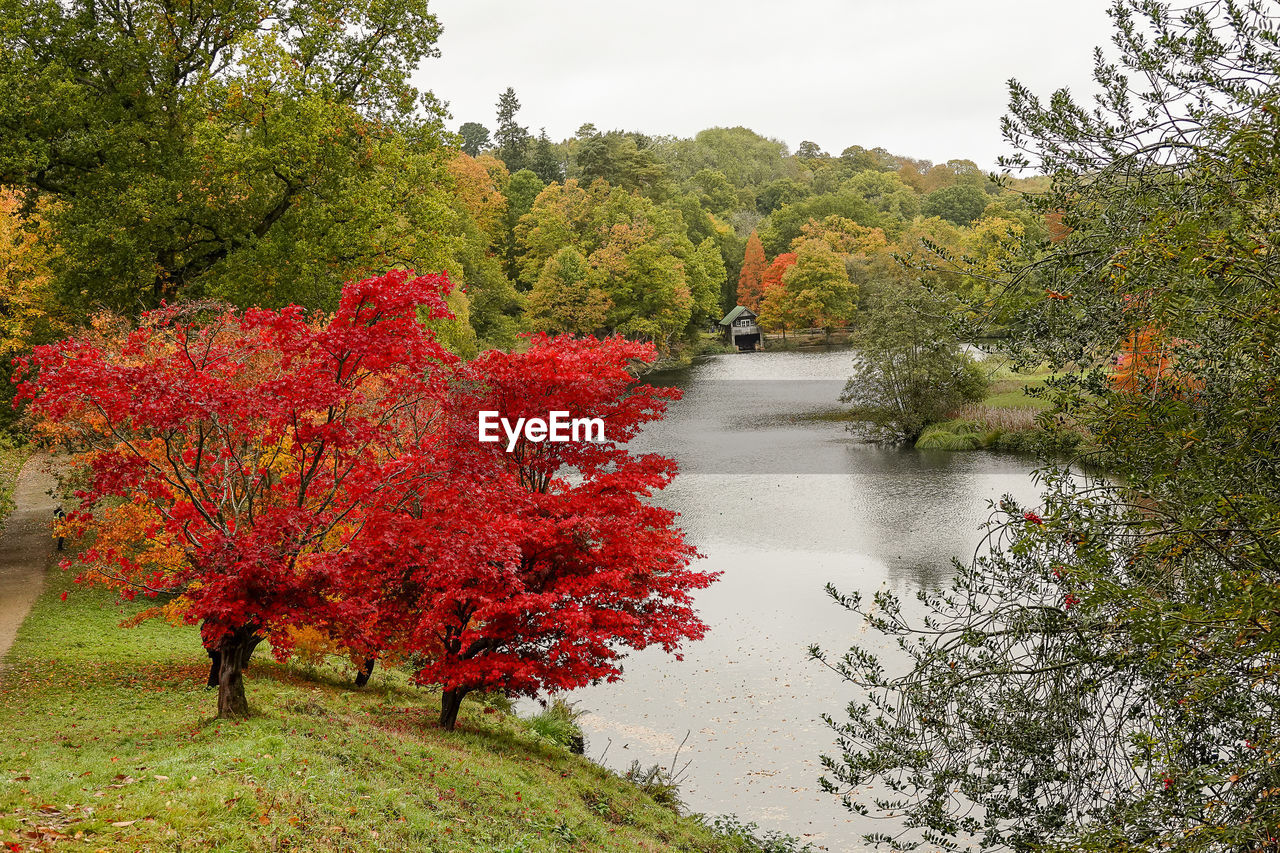 AUTUMN TREES IN FOREST AGAINST SKY