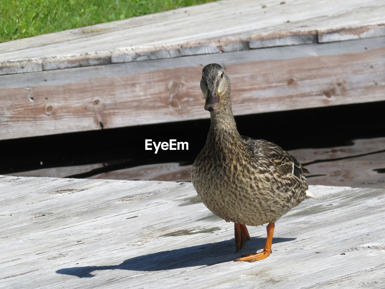Duck on dock in upstate new york