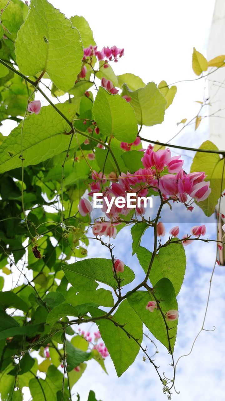 CLOSE-UP OF BOUGAINVILLEA BLOOMING AGAINST SKY