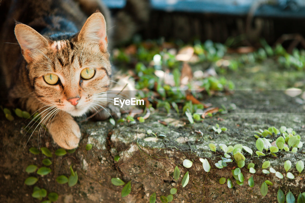 PORTRAIT OF A CAT LYING ON A GROUND