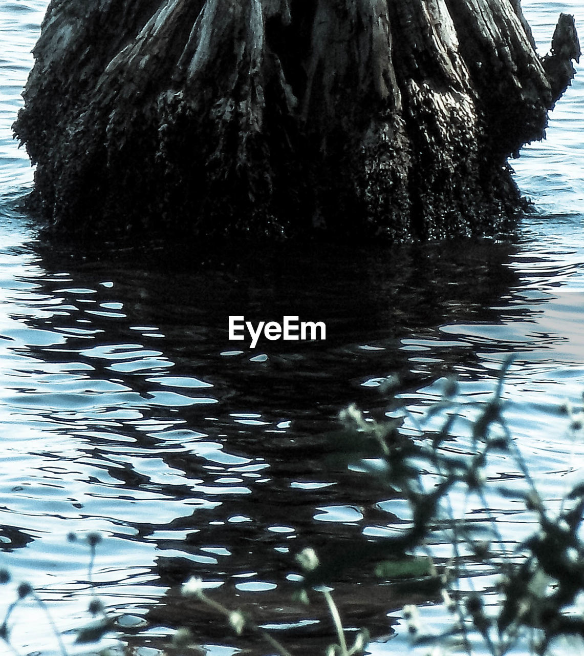 REFLECTION OF TREE IN LAKE