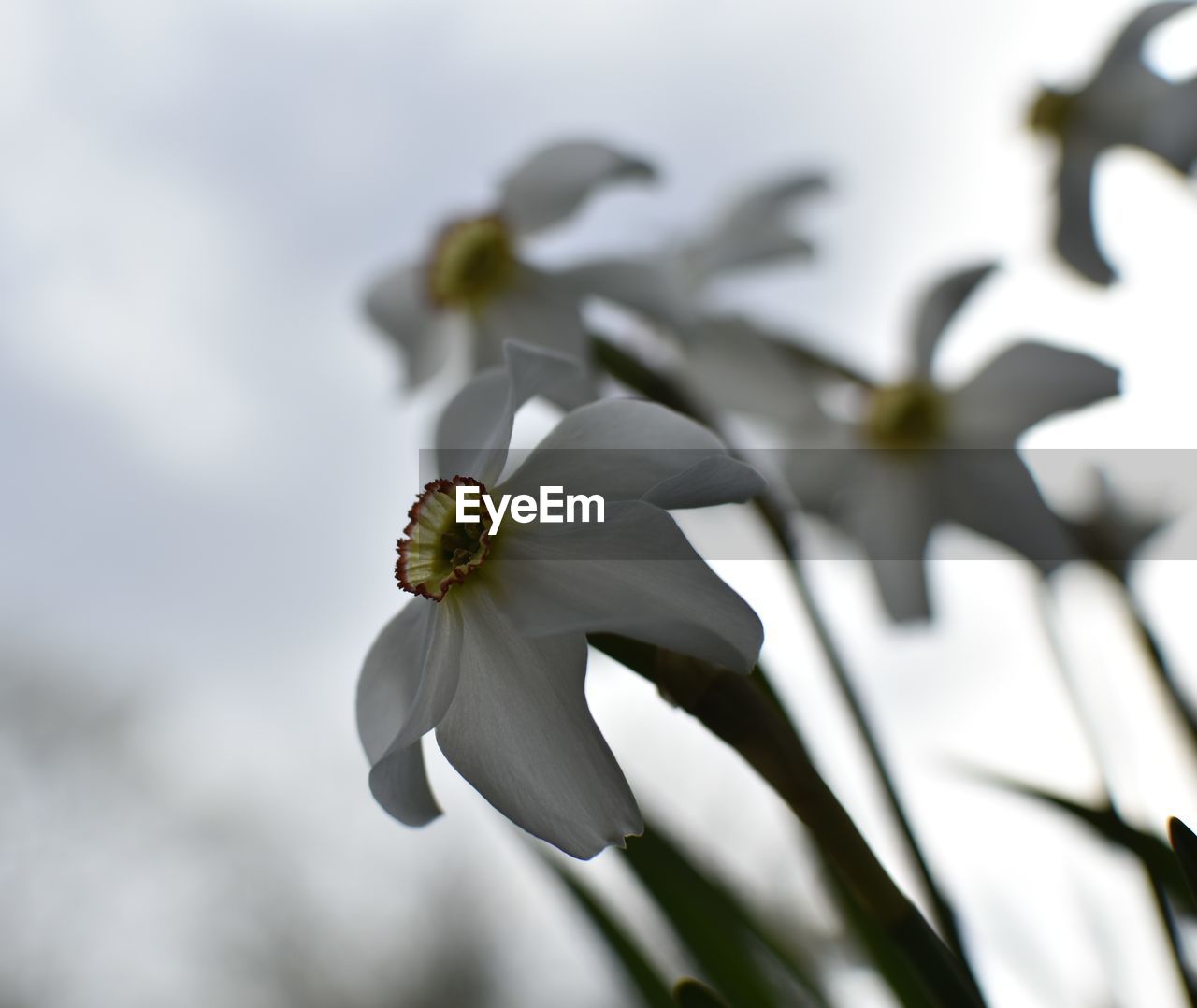 CLOSE-UP OF WHITE ROSE FLOWER