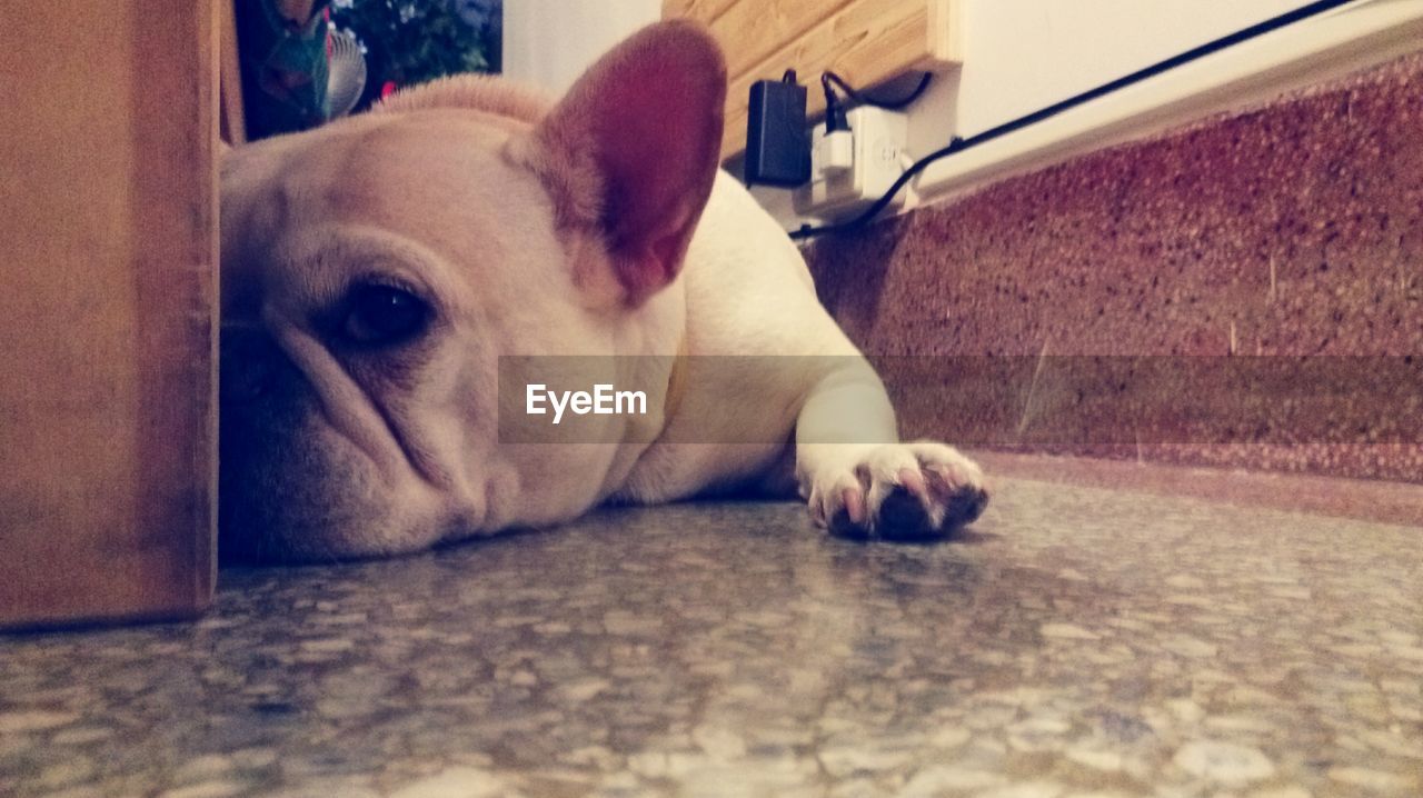 French bulldog relaxing on floor at home